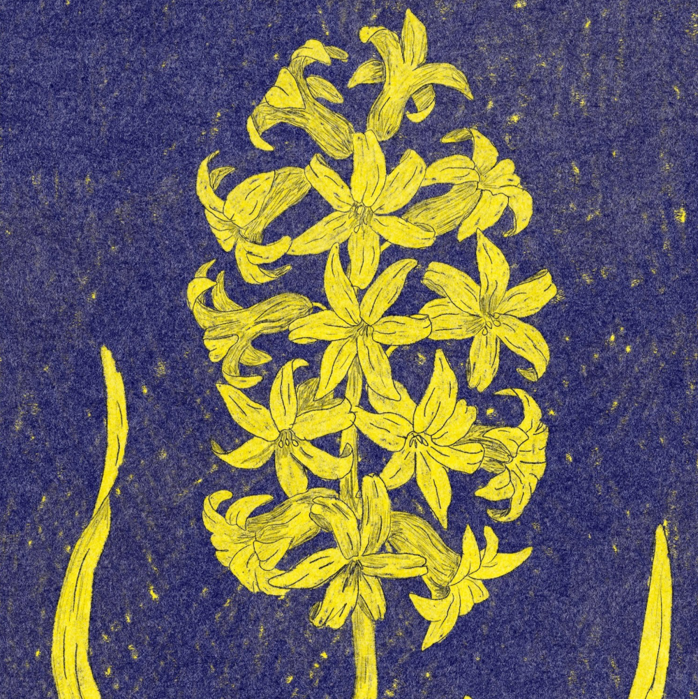 MYSTIC FLOWERS